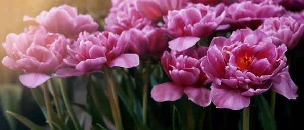 Close Růžová Fialová Tulipán Květ Rozmazané Tulipány Květinové Pole Příroda — Stock fotografie