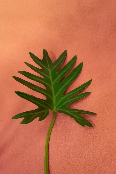 Folha Tropical Philodendron Xanadu Cor Parede Concreto Laranja Rosa Fundo — Fotografia de Stock