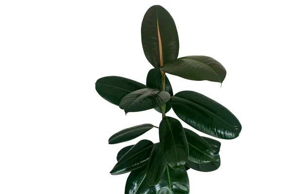 Rubbervijg Rubberboom Plant Ficus Elastica Met Glanzend Donkergroene Bladeren Populair — Stockfoto