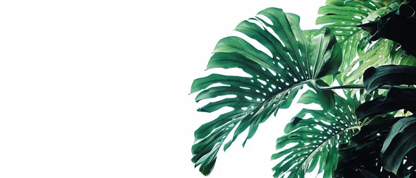 热带叶型植物灌木Monstera Monstera Deliciosa 白色背景的自然框架布局 用于旗帜和封面页 热带夏季室内植物和森林概念 — 图库照片