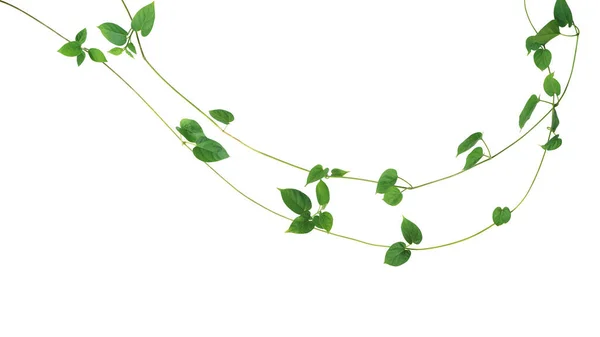 Jungle vines liana plant with heart shaped green leaves of Cowslip creeper (Telosma cordata), nature frame layout isolated on white background with clipping path.