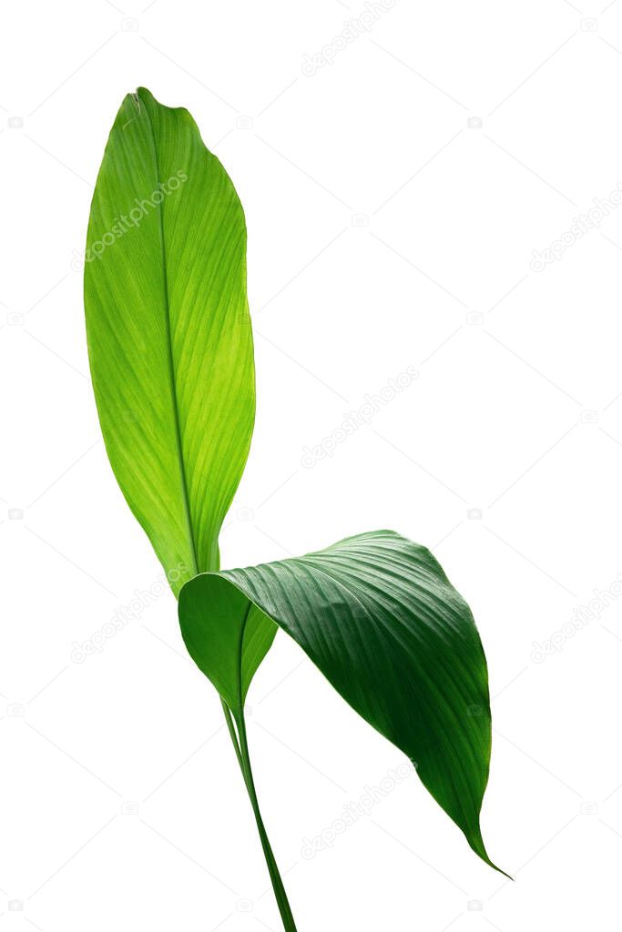 Green leaves of turmeric (Curcuma longa) ginger medicinal herbal plant isolated on white background, clipping path included.	