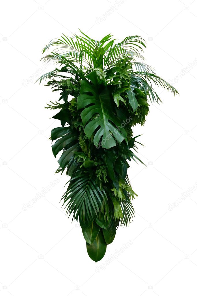 Tropical leaves foliage plants bush (Monstera, palm, rubber plant, pine, fern and philodendron leaves) floral arrangement indoors vertical garden nature backdrop isolated on white with clipping path.