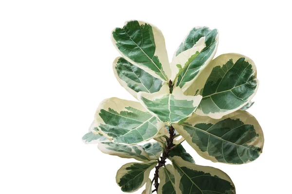 Rare Plant Variegated Leaves Fiddle Leaf Fig Tree Ficus Lyrata — ストック写真