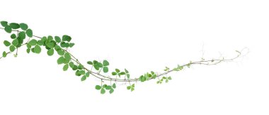 Çalı üzümü veya üç yapraklı yabani asma cayratia (Cayratia trifolia) liana sarmaşık bitkisi çalılığı, beyaz arka planda izole edilmiş doğa çerçevesi orman sınırı, kırpma yolu.
