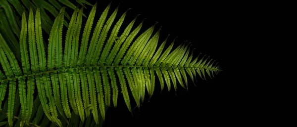 Zelené Listy Kapradiny Tropických Deštných Pralesů Zeleň Rostlin Černém Pozadí — Stock fotografie