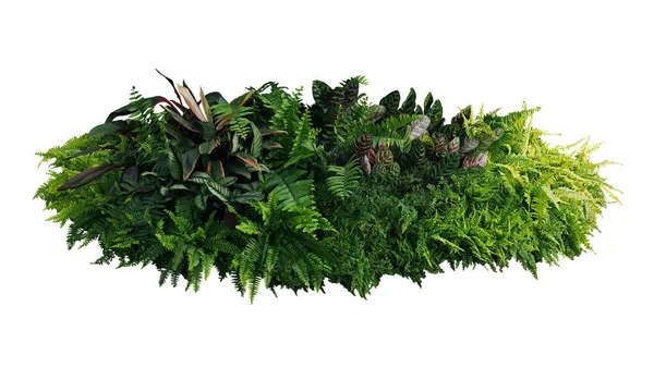 熱帯の葉植物の緑と斑入りの葉は さまざまな種類のシダ カラセアクジャク植物 およびTi植物を茂らせます クリッピングパスで白に隔離されたトロピカルガーデンの自然 — ストック写真