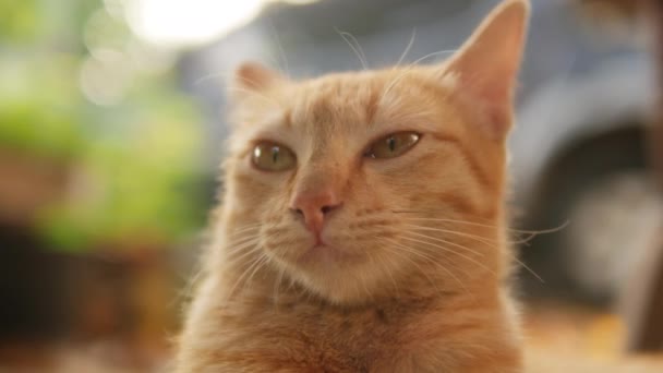 Симпатичная рыжая кошка с радарными ушами, смотрящая и слушая звуки в саду, крупным планом. — стоковое видео