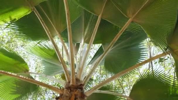 Fan palm blad tropiska träd växt svajande fronder i vinden, grönt löv mönster natur tropisk sommar bakgrund. — Stockvideo