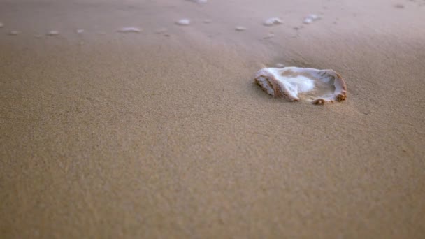 Sea Wave Foams Wash Fine Sand Beach Sea Shell Debris — Stock Video