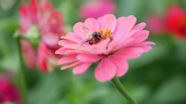 Bal Arısı Pembe Portakal Çiçekleri Üzerinde Çalışıyor Zinnia Yaz Bahçesi — Stok video