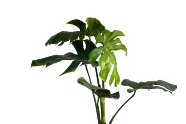 Canavarların yeşil yaprakları veya bölünmüş yapraklı fildişi bitkisi (Monstera deliciosa) tropikal bitki çalısı beyaz arka planda izole edilmiş popüler ev bitkisi.