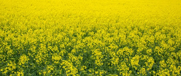 黄色的田野盛开 漂亮的背景概念形象 和平性质 — 图库照片