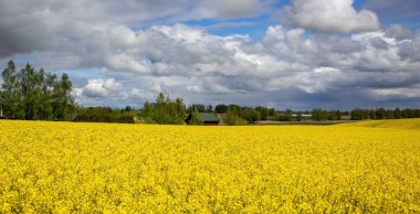 Görüntüyü algıla. Mavi gökyüzü ve beyaz bulutlarla çiçeklenmiş sarı tarla kolza tohumları. Huzurlu bir doğa. Güzel arkaplan.