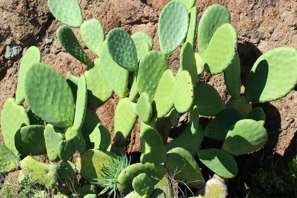 Vue Ensemble Cactus Cardon Avec Des Couleurs Verts Torqouisées — Photo