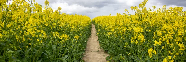 Caminho Claro Entre Campo Bio Com Flores Amarelas Ainda Crescimento — Fotografia de Stock