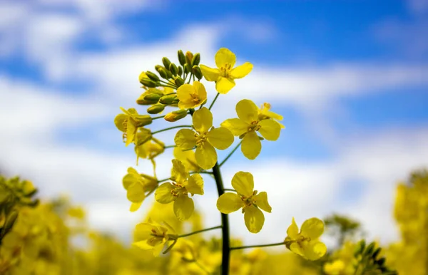 Gul Rapsblomma Med Blå Himmel Och Vita Moln Lugn Natur — Stockfoto