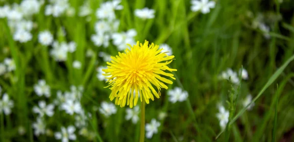 Dente Leão Amarelo Contra Fundo Uma Grama Verde Flores Natureza — Fotografia de Stock