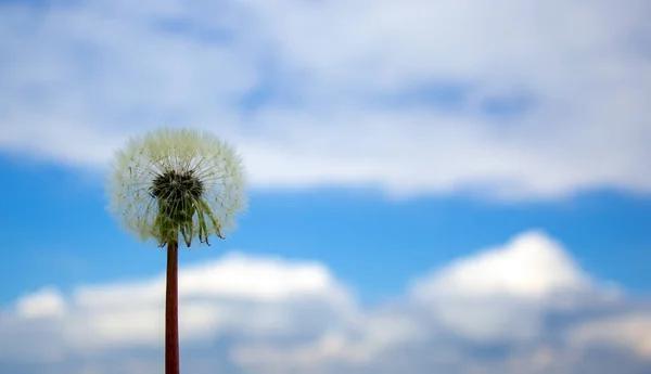 White Dandelion Blue Sky Peaceful Nature Beautiful Background Concept Image — Stock Photo, Image