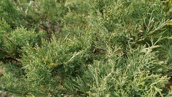 Takken Van Een Jeneverbes Fon Mooie Achtergrond Banner — Stockfoto