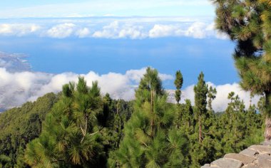 Kanarya çamı olan bulutların üzerinde gün batımı, Tenerife adası. Güzel arkaplan.