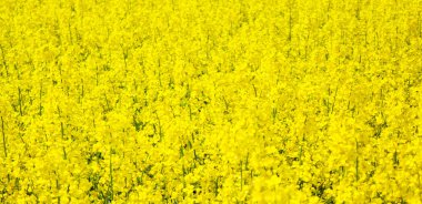 Sarı tarla tecavüzü tohumu çiçek açtı. Güzel arka plan. Resmi kavra.