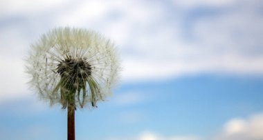 Mavi gökyüzüne karşı beyaz karahindiba. Huzurlu bir doğa. Güzel arka plan. Resmi kavra.