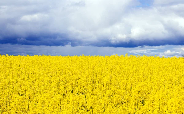 Žluté Semínko Řepky Květu Modrou Oblohou Bílými Mraky Klidná Povaha — Stock fotografie