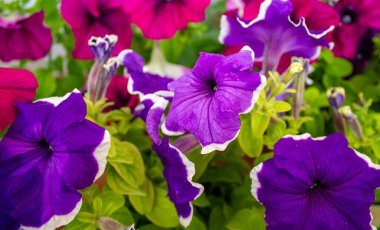 Beyaz arka planda petunya çiçekleri çalılığı. Resmi kavra.