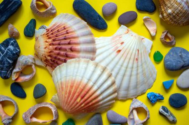 Deniz taşları ve deniz kabukları. Güzel sarı arka plan. Kavram.