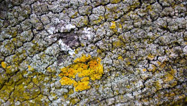 Küçük yosun lekeleri olan ağaç kabuğu. Güzel arkaplan.