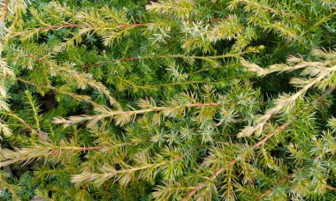 Ardıç dalları. Fon. Güzel arka plan. Pankart.