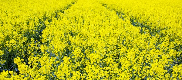 黄色的田野盛开 漂亮的背景概念形象 和平性质 — 图库照片