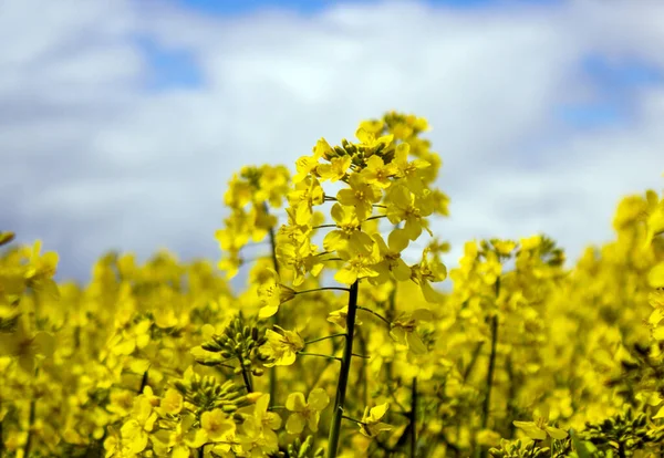 Žlutý Řepkový Květ Modrou Oblohou Bílými Mraky Klidná Povaha Krásné — Stock fotografie