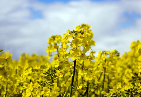 Gul Rapsblomma Med Blå Himmel Och Vita Moln Lugn Natur — Stockfoto