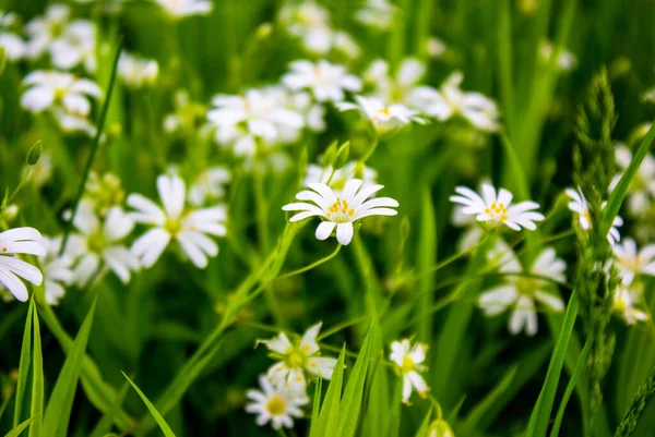 绿草间的白地花 和平的性质 漂亮的背景概念形象 — 图库照片