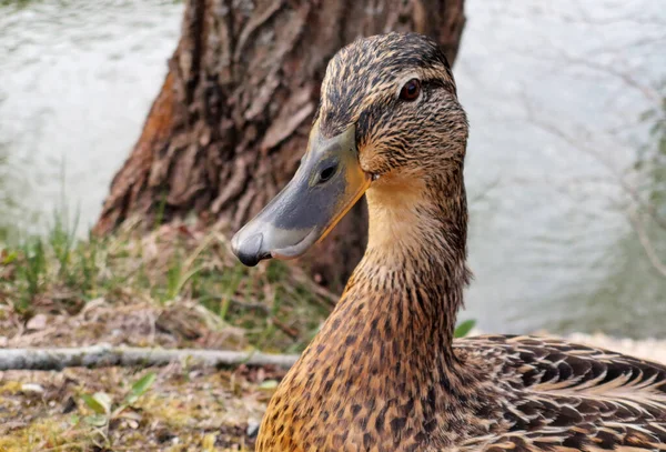 Entenweibchen Mit Braunem Kopf Vor Dem Fluss — Stockfoto