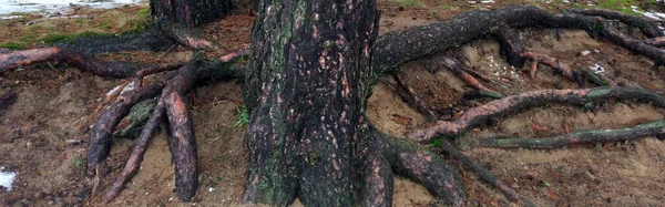 Raízes Árvores Pinheiro Banner Fundo Bonito — Fotografia de Stock