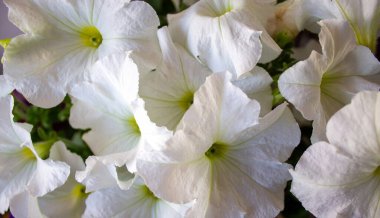 Beyaz arka planda beyaz petunya çiçekleri çalılığı. Resmi kavra.