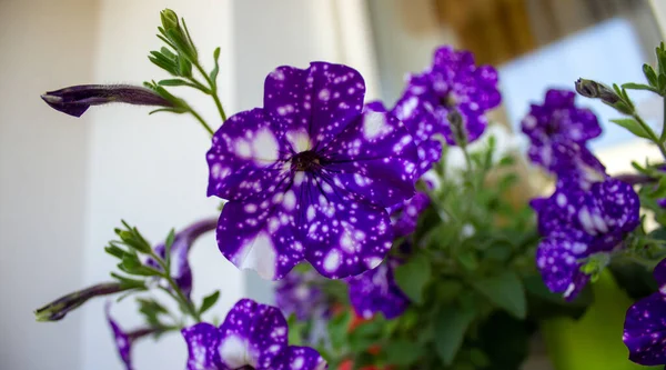 Beyaz Arka Planda Mavi Petunya Çiçekleri Çalılığı Resmi Kavra — Stok fotoğraf