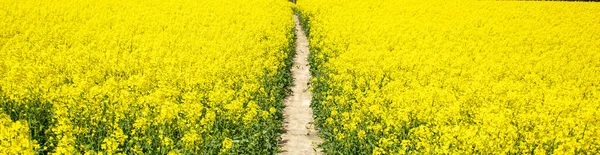Чистая Дорожка Среди Поля Растущими Нераскрывшимися Желтыми Цветками Фото Заката — стоковое фото