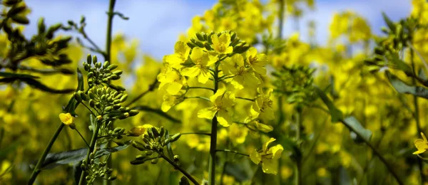 Gul Rapsblomma Med Blå Himmel Och Vita Moln Lugn Natur — Stockfoto