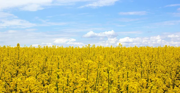 Campo Amarelo Colza Flor Com Céu Azul Nuvens Brancas Natureza — Fotografia de Stock