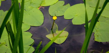 Bir orman gölünün yüzeyindeki sarı su zambağı. Kavram. Huzurlu doğa.