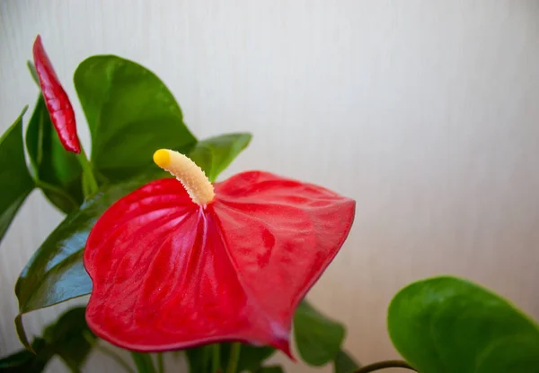Beyaz Arka Planda Güzel Kırmızı Bir Anthurium Çiçeği Huzurlu Doğa — Stok fotoğraf