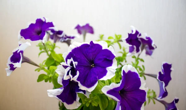 Beyaz Arka Planda Mavi Petunya Çiçekleri Çalılığı Resmi Kavra — Stok fotoğraf