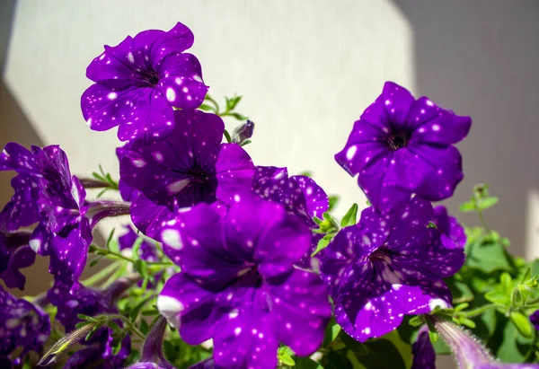 Bush Flores Azules Petunia Sobre Fondo Blanco Luz Solar Cálida — Foto de Stock