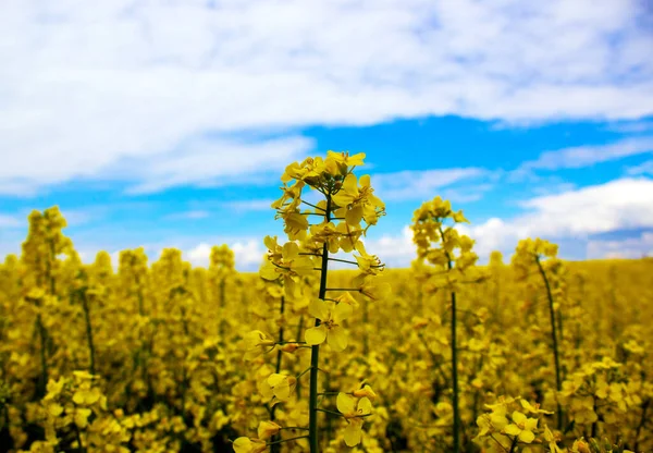 Žlutý Řepkový Květ Modrou Oblohou Bílými Mraky Klidná Povaha Krásné — Stock fotografie