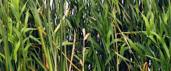 一般的に一般的なセッジ ブラックセッジまたは滑らかなブラックセッジとして知られているCarex ライヒアード Carex Acuta 草のようなセッジの塊の閉鎖 — ストック写真