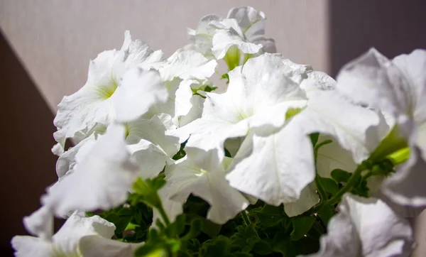 Krzew Białych Kwiatów Petunii Białym Tle Obraz Koncepcyjny — Zdjęcie stockowe